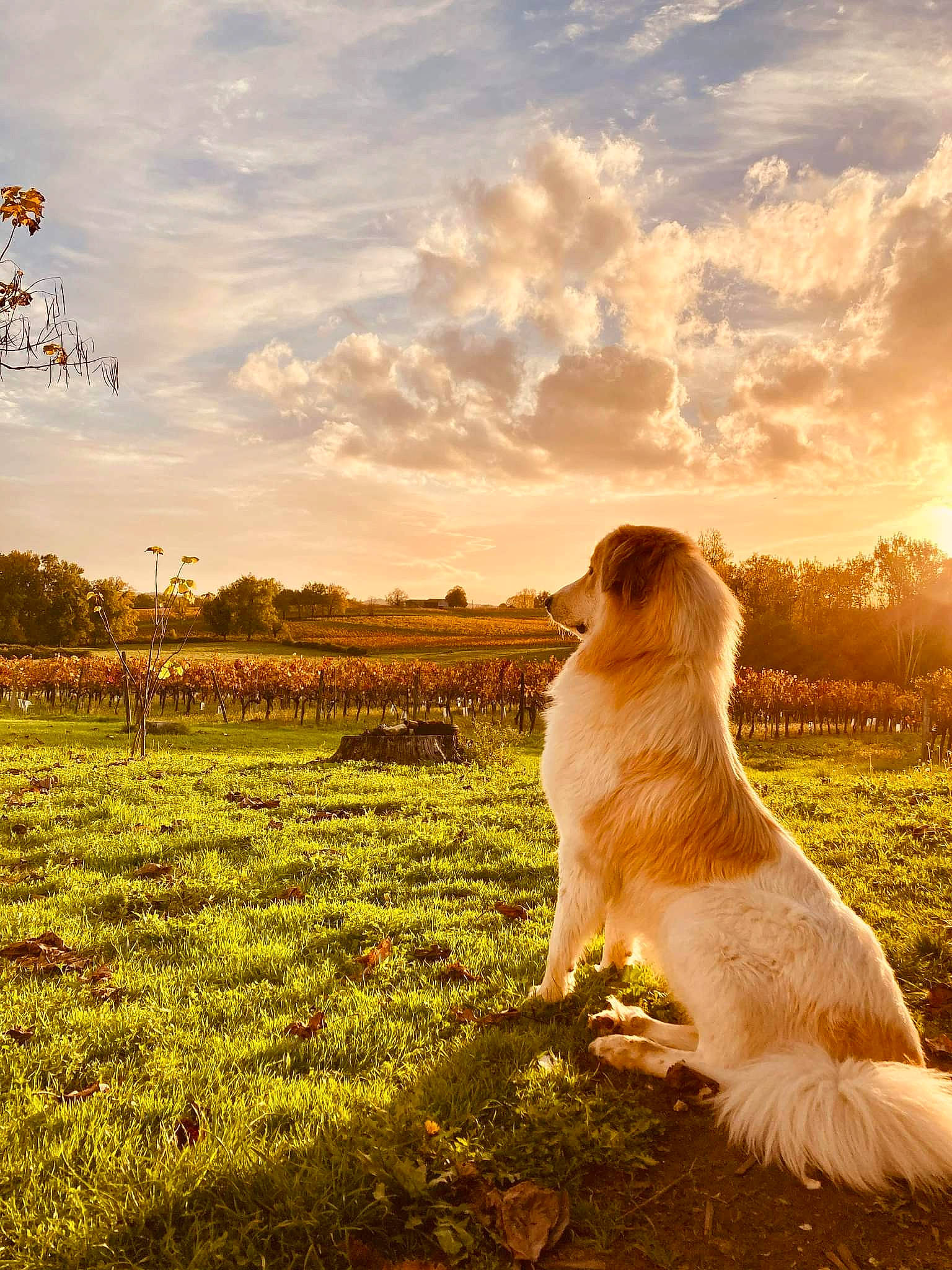 Aska participe au concours pour gagner de l'argent avec cette photo : carnivore, cloud, companion_dog, dog, dog_breed, fawn, grass, grass_family, grassland, happy, landscape, meadow, morning, natural_landscape, people_in_nature, plant, prairie, sky, sunlight, tree