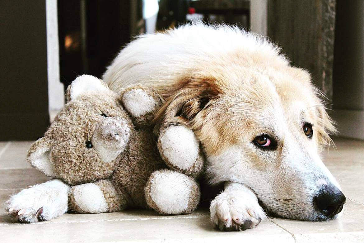 Aska a rejoint le concours — aidez-le/la à gagner de superbes lots ! ancient_dog_breeds, ball, bored, canidae, carnivore, companion_dog, dog, dog_breed, flooring, fur, monochrome_photography, paw, snout, sporting_group, terrestrial_animal, whiskers, working_animal, working_dog