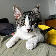 Tozzy a rejoint le concours — aidez-le/la à gagner de superbes lots ! cat, kitten, pet, animal, feline, whiskers, ears, paws, closeup, indoor, cute, young, relaxed, resting, fur, tabby, white, curious, soft, domestic