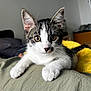 animal, cat, closeup, curious, cute, domestic, ears, feline, fur, indoor, kitten, paws, pet, relaxed, resting, soft, tabby, whiskers, white, young