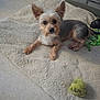 animal, brick_wall, companion, curious, cute, dog, dog_bowl, ears, floor, fluffy_mat, fur, household, indoor, looking, pet, playing, resting, small_dog, tennis_ball, toy