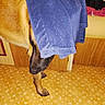 dog, towel, indoor, floor, patterned_floor, brown_dog, peeking, hiding, paw, wooden_wall, yellow_floor, fabric, covering, partial_view, animal, pet, canine, playful, closeup, domestic