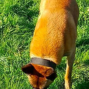 Sabre a rejoint le concours — aidez-le/la à gagner de superbes lots ! dog, grass, outdoor, collar, brown_fur, canine, pet, sunlight, nature, sniffing, animal, mammal, greenery, daylight, walking, exploring, fur, head_down, field, summer