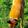 dog, grass, outdoor, collar, brown_fur, canine, pet, sunlight, nature, sniffing, animal, mammal, greenery, daylight, walking, exploring, fur, head_down, field, summer