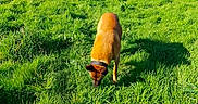 Sabre participe au concours pour gagner de l'argent avec cette photo : dog, grass, field, outdoor, nature, sunlight, shadow, greenery, bushes, animal, pet, canine, daylight, sniffing, walking, fur, collar, two_dogs, landscape, summer
