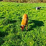 dog, grass, field, outdoor, nature, sunlight, shadow, greenery, bushes, animal, pet, canine, daylight, sniffing, walking, fur, collar, two_dogs, landscape, summer