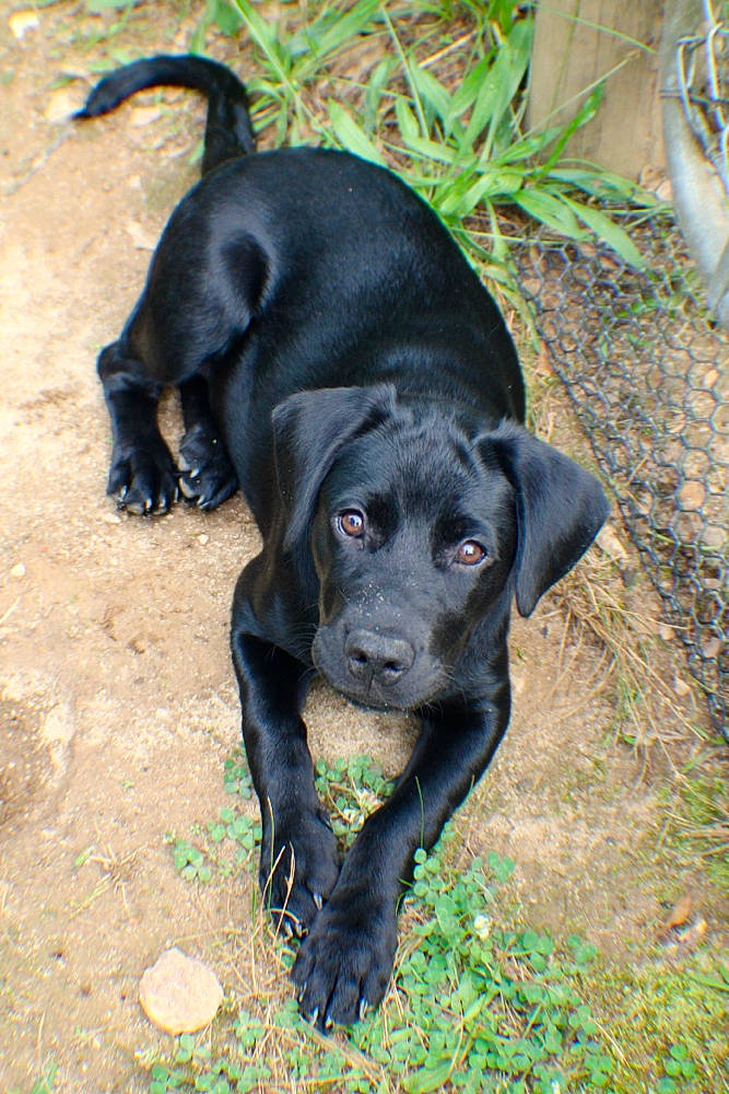 Luna Bear joined the competition — help win amazing prizes! borador, canidae, carnivore, dog, dog_breed, guard_dog, hunting_dog, labrador_retriever, mammal, patterdale_terrier, rare_breed_dog, snout, sporting_group, vertebrate