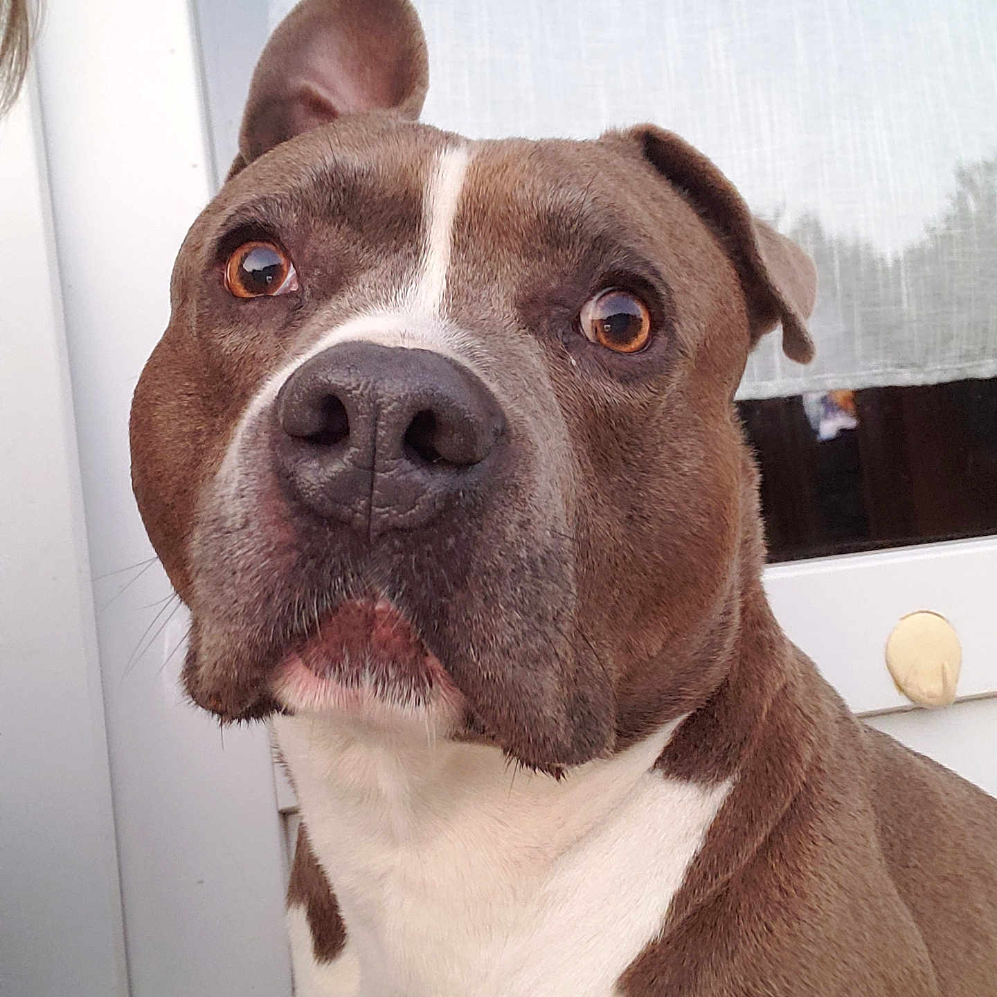 Mickey participe au concours pour gagner de l'argent avec cette photo : animal, bostonbull, boxer, bulldog, canine, dog, face, frenchbulldog, head, hound, labradorretriever, person, pet, photography, pitbull, pointer, portrait, puppy, snout, whitedog