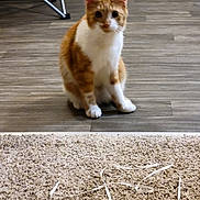 Nami is registered to the contest to win money with this photo: animal, carpet, cat, cute, ears, floor, furniture, home, indoor, kitten, looking_at_camera, orange_and_white, paws, pet, portrait, ribbon, sitting, tabby, whiskers, wood_floor