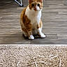 animal, carpet, cat, cute, ears, floor, furniture, home, indoor, kitten, looking_at_camera, orange_and_white, paws, pet, portrait, ribbon, sitting, tabby, whiskers, wood_floor