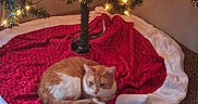 Nami joined the competition — help win amazing prizes! animal, carpet, cat, christmas_tree, cozy, festive, holiday, home, indoor, lying_down, orange_cat, pet, portrait, red_blanket, resting, tree_lights, tree_skirt, warm_lighting, white_cat, white_fabric