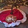 animal, carpet, cat, christmas_tree, cozy, festive, holiday, home, indoor, lying_down, orange_cat, pet, portrait, red_blanket, resting, tree_lights, tree_skirt, warm_lighting, white_cat, white_fabric