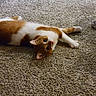 Nami joined the competition — help win amazing prizes! animal, belly_up, carpet, cat, cozy, cute, ears, eyes, feline, home, indoor, lying_down, orange_and_white, paws, pet, playful, portrait, relaxed, striped_fur, whiskers