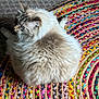 cat, fluffy_cat, long_fur, blue_eyes, whiskers, ear, rug, colorful_rug, woven_rug, textured_floor, indoor, pet, cozy, sitting, top_view, portrait, relaxed, fur, cream_color, curious_gaze