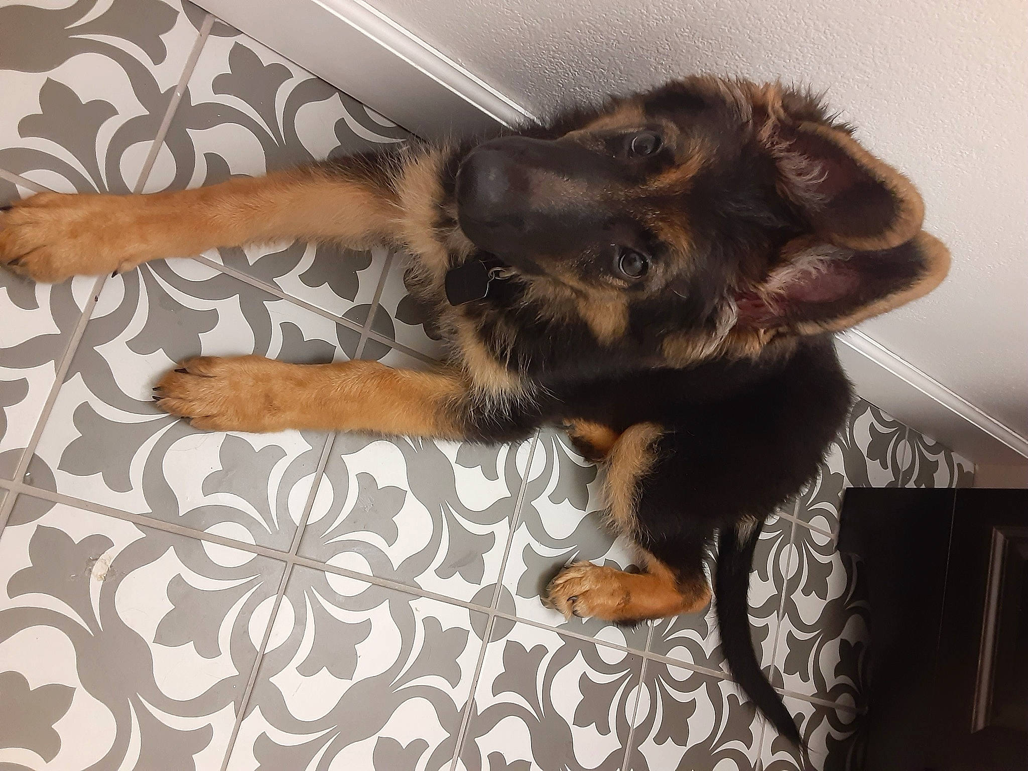 Thunder joined the competition — help win amazing prizes! canidae, carnivore, claw, comfort, companion_dog, dog, dog_breed, ear, fawn, flooring, foot, fur, gesture, liver, paw, snout, sporting_group, tail, whiskers, working_animal