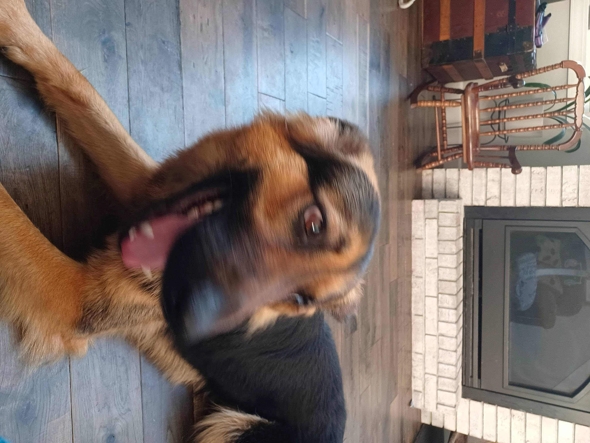 Thunder is registered to the contest to win money with this photo: carnivore, companion_dog, dog, dog_breed, fawn, flooring, fur, gas, hardwood, liver, paw, snout, sporting_group, tail, terrestrial_animal, whiskers, window, wood, working_animal, working_dog