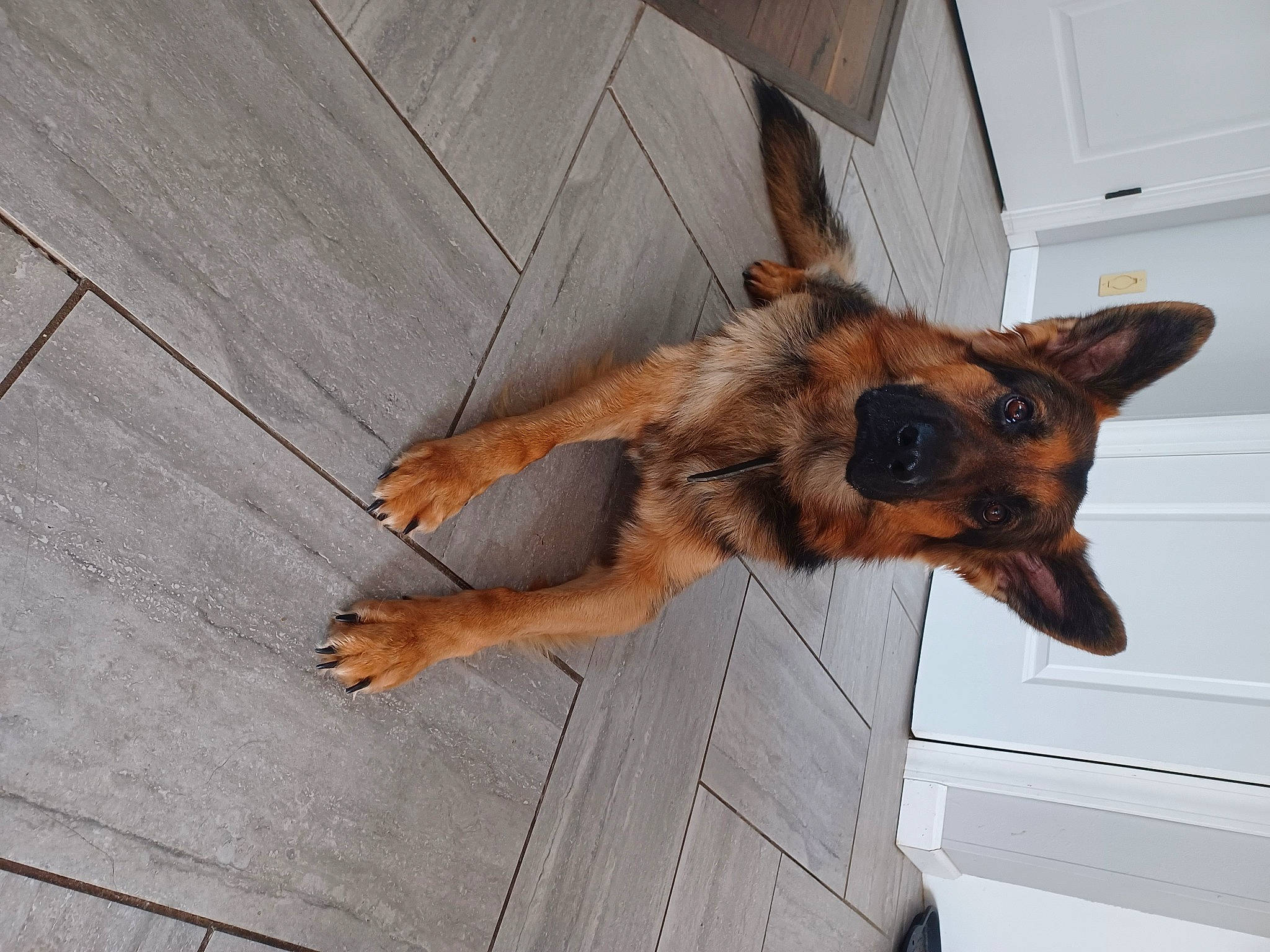 Thunder is registered to the contest to win money with this photo: belgian_shepherd_malinois, canidae, carnivore, dog, dog_breed, door, flooring, fur, german_shepherd_dog, hardwood, herding_dog, king_shepherd, old_german_shepherd_dog, sporting_group, tree, window, wood, working_dog