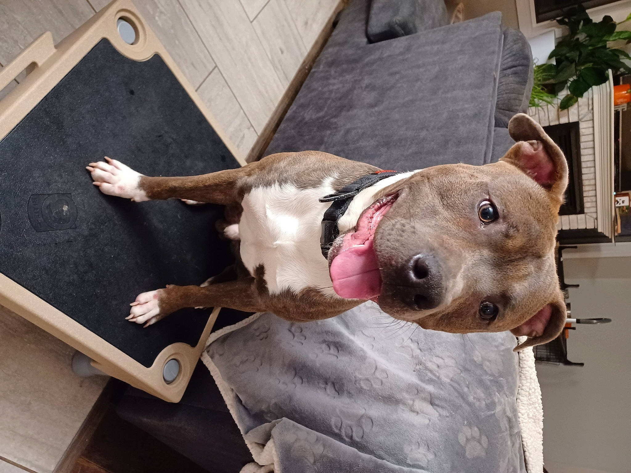 Onyx is registered to the contest to win money with this photo: building, canidae, carnivore, collar, companion_dog, dog, dog_breed, dog_clothes, dog_collar, dog_supply, fashion_accessory, fawn, leash, mammal, pet_supply, snout, sporting_group, vertebrate, wood, working_animal