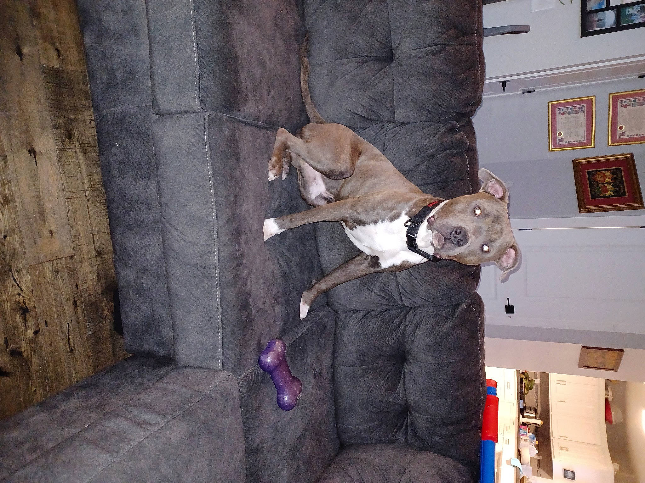 Onyx is registered to the contest to win money with this photo: art, canidae, carnivore, companion_dog, concrete, costume, dog_breed, fawn, fictional_character, flooring, fur, grey, picture_frame, room, sporting_group, wood, working_animal