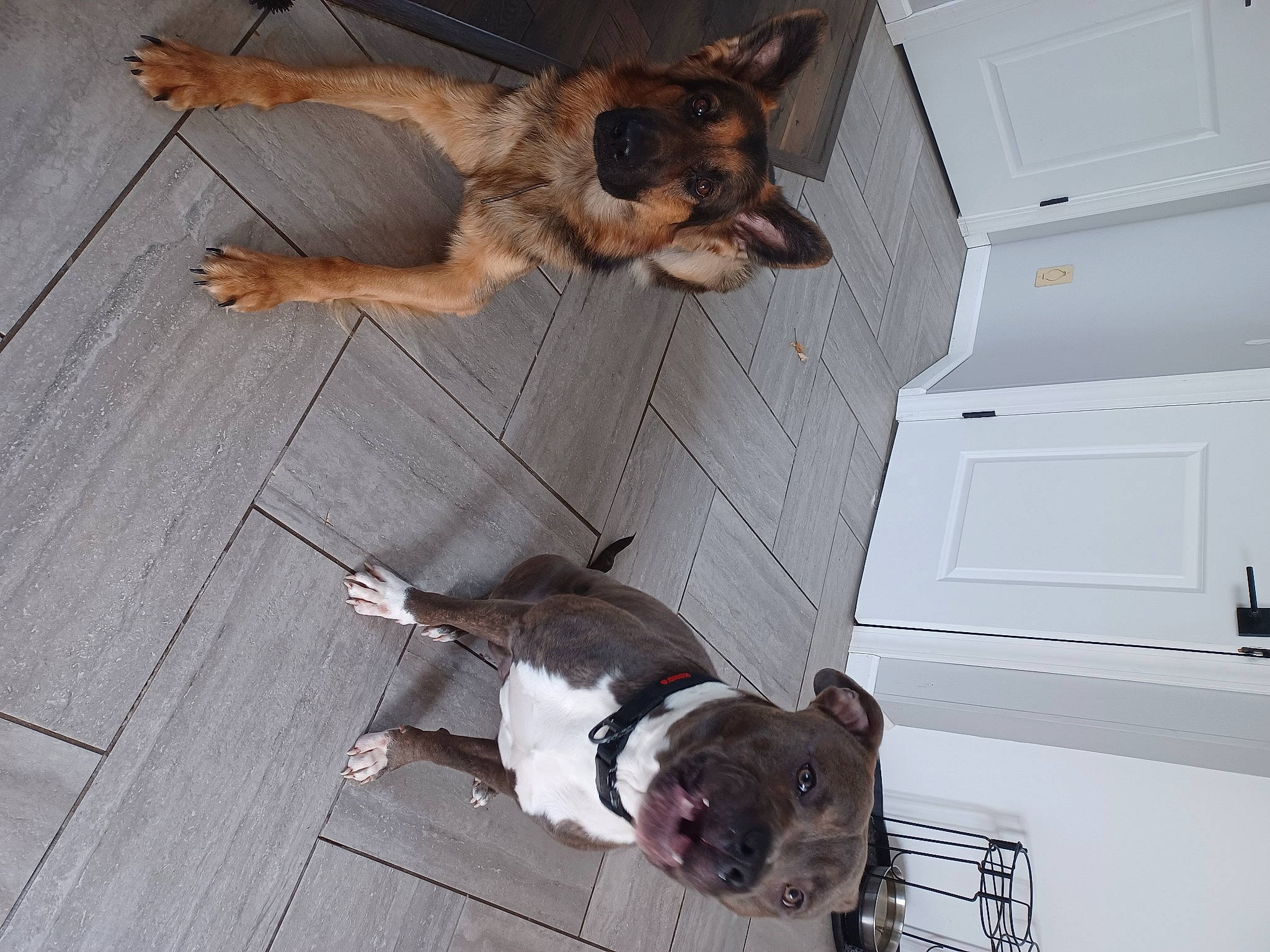 Onyx joined the competition — help win amazing prizes! carnivore, collar, companion_dog, dog, dog_breed, fawn, floor, flooring, fur, german_shepherd_dog, hardwood, liver, old_german_shepherd_dog, paw, pet_supply, snout, sporting_group, tail, wood, working_animal