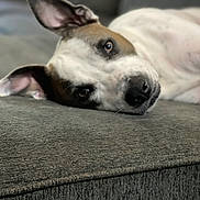 Meadow joined the competition — help win amazing prizes! animal, black, brown, canine, closeup, comfort, couch, dog, domestic_animal, ears, face, furniture, indoor, lying_down, pet, portrait, relaxed, resting, snout, white