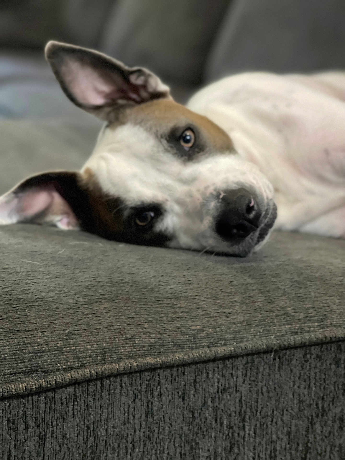 Meadow joined the competition — help win amazing prizes! animal, black, brown, canine, closeup, comfort, couch, dog, domestic_animal, ears, face, furniture, indoor, lying_down, pet, portrait, relaxed, resting, snout, white