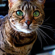 Tora joined the competition — help win amazing prizes!