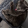 Scarface a rejoint le concours — aidez-le/la à gagner de superbes lots ! animal, blanket, cat, chair, comfortable, cozy, cute, domestic_animal, feline, fur, gray_cat, indoor, paw, pet, playful, relaxed, resting, soft_texture, tongue_out, whiskers