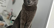 Scarface a rejoint le concours — aidez-le/la à gagner de superbes lots ! animal, blurred_background, cat, close_up, curious, cute, domestic_cat, elegant, feline, fur, gray_cat, household, indoor, looking, perched, pet, portrait, shelf, whiskers, yellow_eyes