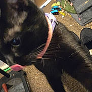 Jessica joined the competition — help win amazing prizes! cat, black_cat, indoor, collar, pink_collar, blurry, close_up, floor, slippers, bottle, clutter, carpet, toy, household_items, pet, feline, licking, whiskers, furniture_leg, domestic