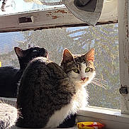 Lily joined the competition — help win amazing prizes! cat, tabby_cat, black_cat, windowsill, sunlight, indoor, pet, animal, feline, curious, looking, resting, fur, green_eyes, window, screen, cozy, home, daylight, relaxing