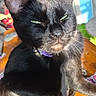black_cat, cat, pet, indoor, sunlight, purple_collar, wooden_table, animal, feline, domestic_cat, whiskers, ears, fur, close_up, sitting, shadow, green_eyes, household, cute, mammal