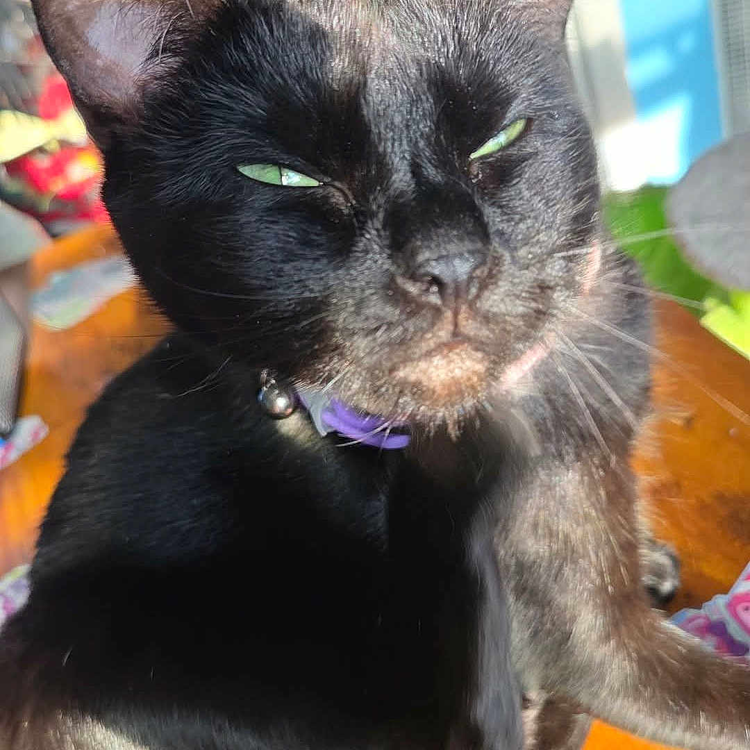 Jessy joined the competition — help win amazing prizes! black_cat, cat, pet, indoor, sunlight, purple_collar, wooden_table, animal, feline, domestic_cat, whiskers, ears, fur, close_up, sitting, shadow, green_eyes, household, cute, mammal
