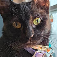 Elvira joined the competition — help win amazing prizes! cat, black_cat, pet, collar, bell, indoor, window, curtain, fur, whiskers, face, animal, close_up, eyes, domestic_cat, feline, looking, portrait, cute, curious