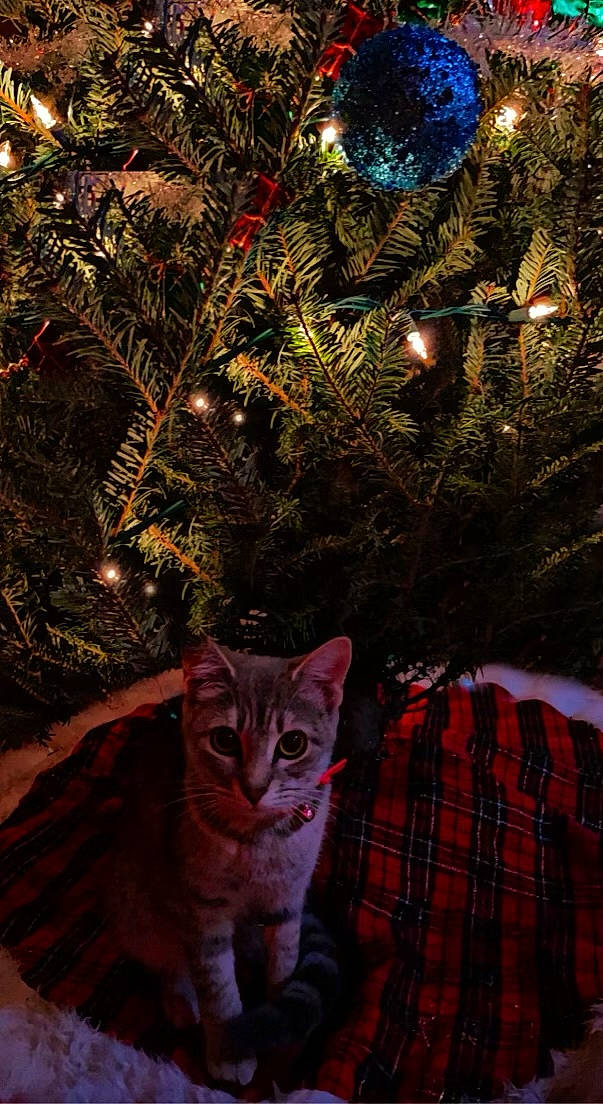 Ash joined the competition — help win amazing prizes! branch, carnivore, cat, christmas, christmas_decoration, christmas_ornament, christmas_tree, fawn, felidae, holiday_ornament, light, lighting, nature, ornament, plaid, plant, small_to_medium_sized_cats, tartan, whiskers, woody_plant