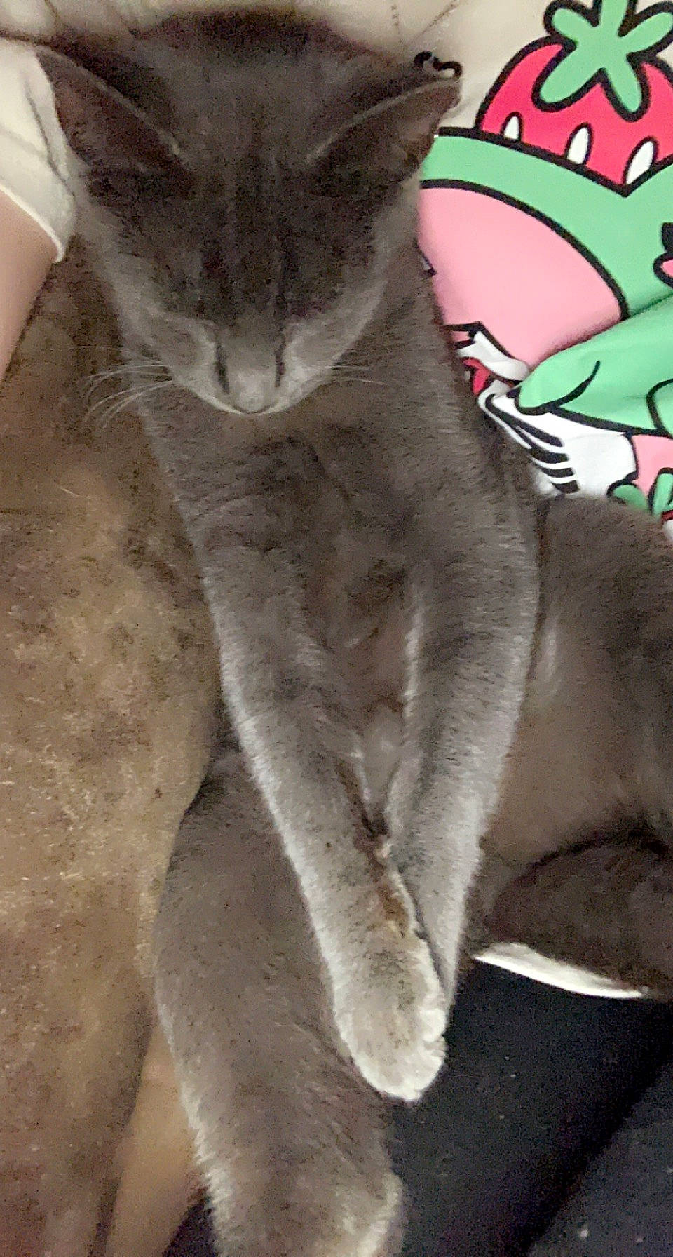 Smokey joined the competition — help win amazing prizes! carmine, carnivore, cat, claw, comfort, domestic_short_haired_cat, felidae, foot, fur, gesture, grey, paw, photo_caption, russian_blue, small_to_medium_sized_cats, snout, tail, terrestrial_animal, whiskers