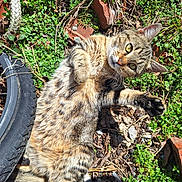 Pee Wee is registered to the contest to win money with this photo: cat, tabby_cat, paw, greenery, grass, bicycle_wheel, brick, outdoor, sunlight, animal, playful, curious, fur, nature, pet, closeup, ground, whiskers, eye, paw_raised