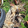 cat, tabby_cat, paw, greenery, grass, bicycle_wheel, brick, outdoor, sunlight, animal, playful, curious, fur, nature, pet, closeup, ground, whiskers, eye, paw_raised