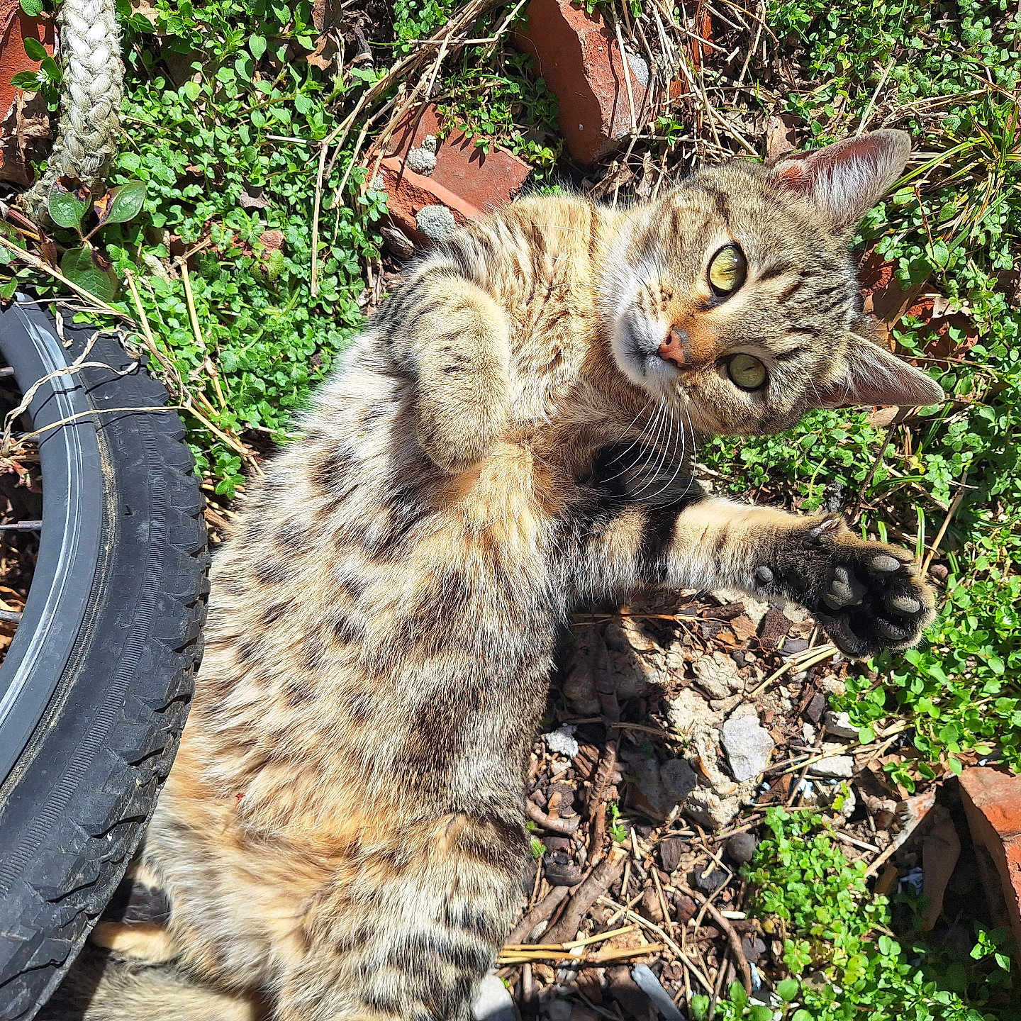 Pee Wee is registered to the contest to win money with this photo: cat, tabby_cat, paw, greenery, grass, bicycle_wheel, brick, outdoor, sunlight, animal, playful, curious, fur, nature, pet, closeup, ground, whiskers, eye, paw_raised