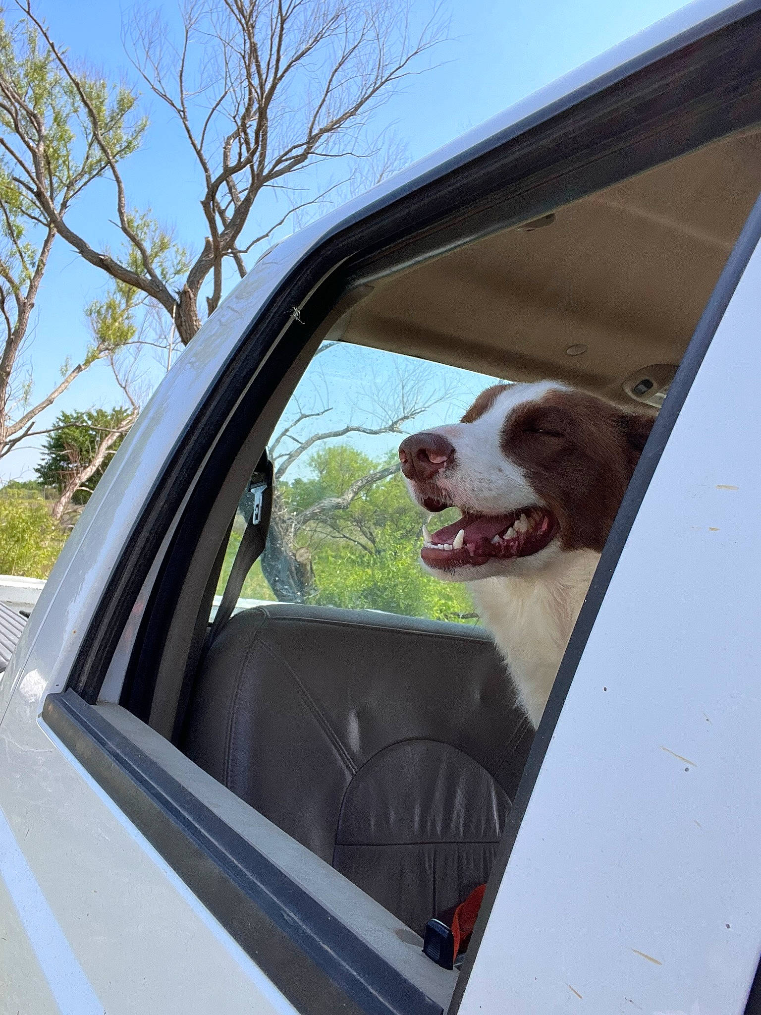 Balboa is registered to the contest to win money with this photo: automotive_design, automotive_exterior, automotive_lighting, automotive_mirror, car, carnivore, companion_dog, dog, dog_breed, fawn, hood, motor_vehicle, plant, rear_view_mirror, sky, tints_and_shades, tree, vehicle, vehicle_door, window