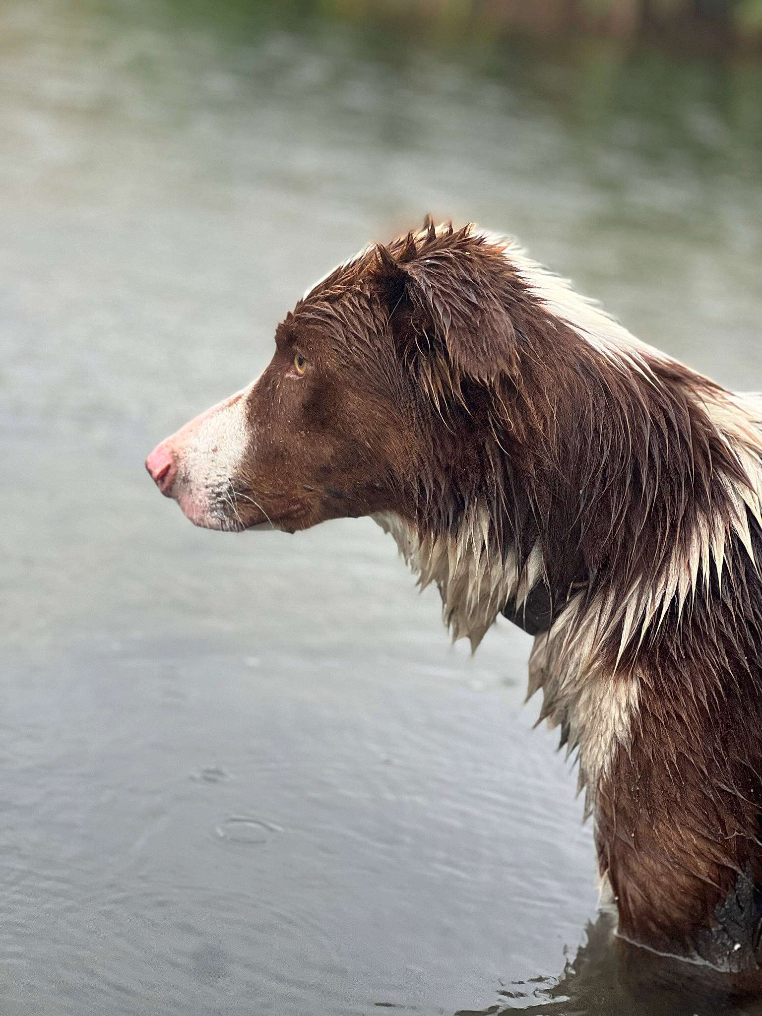 Balboa joined the competition — help win amazing prizes! canidae, carnivore, companion_dog, dog, dog_breed, english_cocker_spaniel, fluid, fur, giant_dog_breed, lake, liquid, liver, snout, sporting_group, terrestrial_animal, water, wildlife, working_animal, working_dog