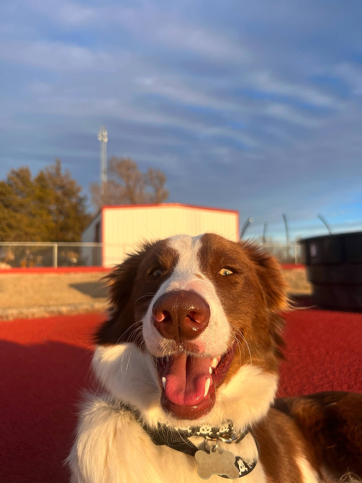 Balboa is registered to the contest to win money with this photo: border_collie, building, carnivore, cloud, companion_dog, dog, dog_breed, fang, fur, gun_dog, happy, herding_dog, shout, sky, snout, sporting_group, tree, whiskers, working_dog