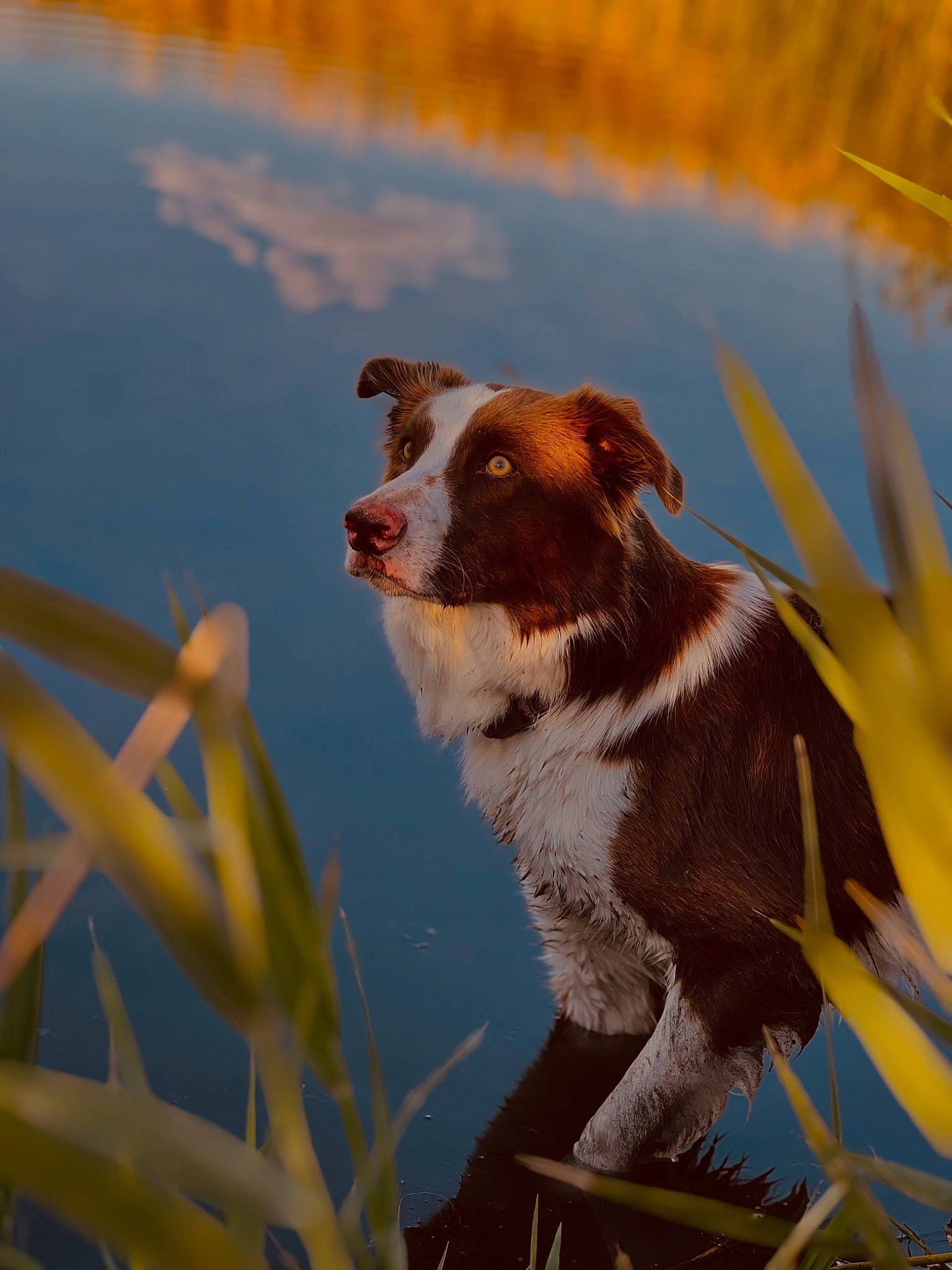 Balboa joined the competition — help win amazing prizes! art, canidae, carnivore, companion_dog, dog, dog_breed, grass, gun_dog, hunting_dog, lake, liver, plant, plant_stem, snout, sporting_group, tail, terrestrial_animal, water, working_animal, working_dog