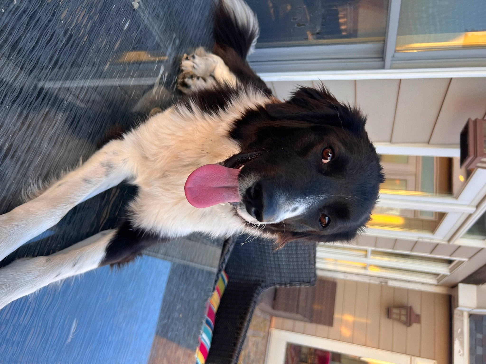 Gypsum is registered to the contest to win money with this photo: bookcase, canidae, carnivore, collar, companion_dog, dog, dog_breed, dog_supply, fawn, fur, german_shepherd_dog, old_german_shepherd_dog, paw, pet_supply, picture_frame, shelf, snout, sporting_group, tail, working_animal