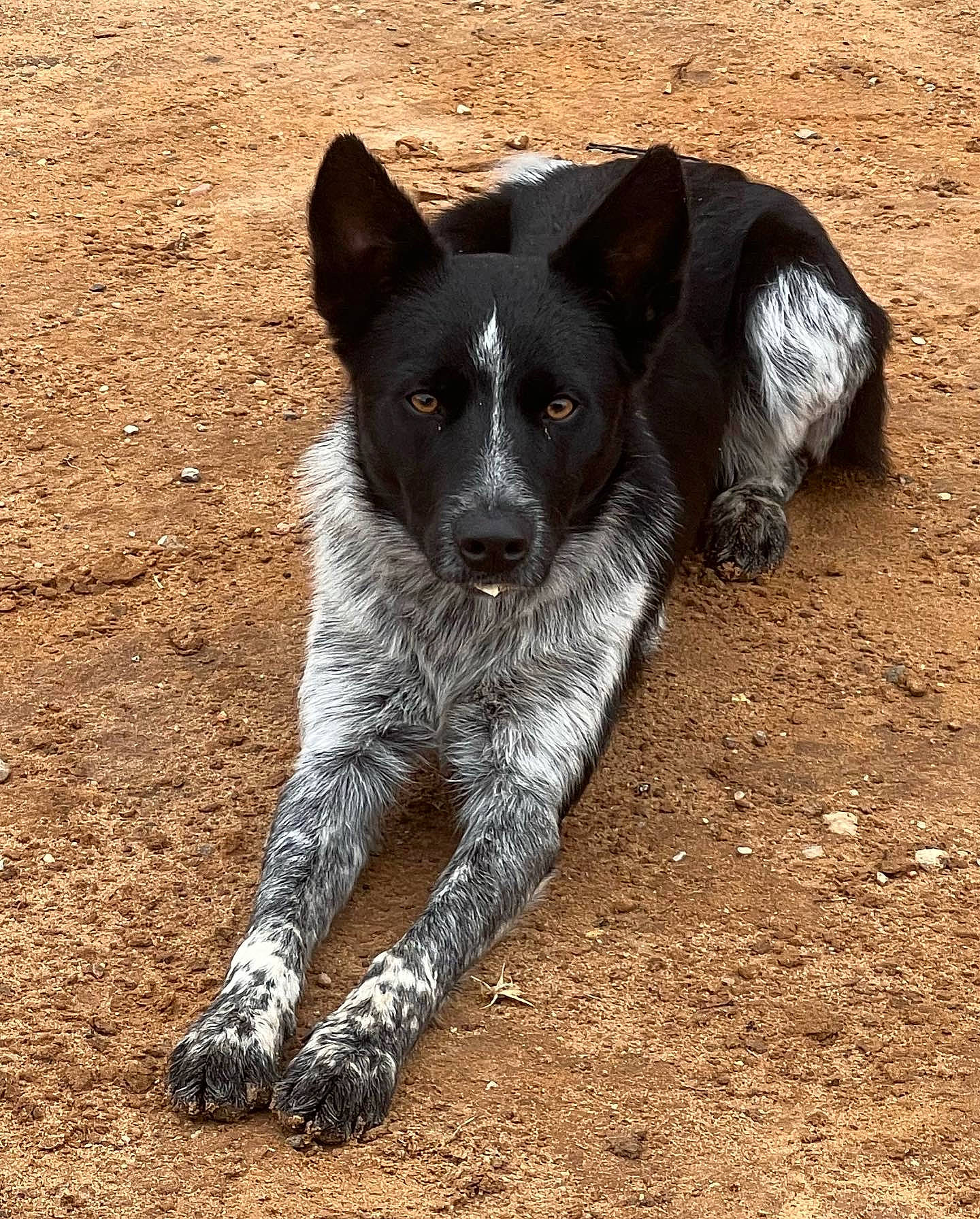 Lenard Salvador joined the competition — help win amazing prizes! carnivore, companion_dog, dog, dog_breed, herding_dog, hunting_dog, snout, soil, sporting_group, tail, terrestrial_animal, whiskers, working_animal, working_dog