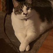 Augustus is registered to the contest to win money with this photo: animal, carpet, cat, collar, cozy, crossed_paws, cute, domestic, ears, eyes, feline, floor, fur, gray, indoor, looking, pet, resting, whiskers, white