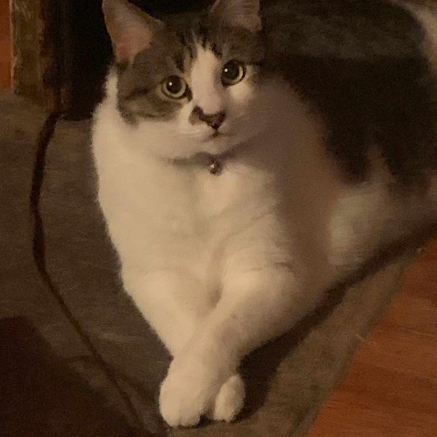 Augustus