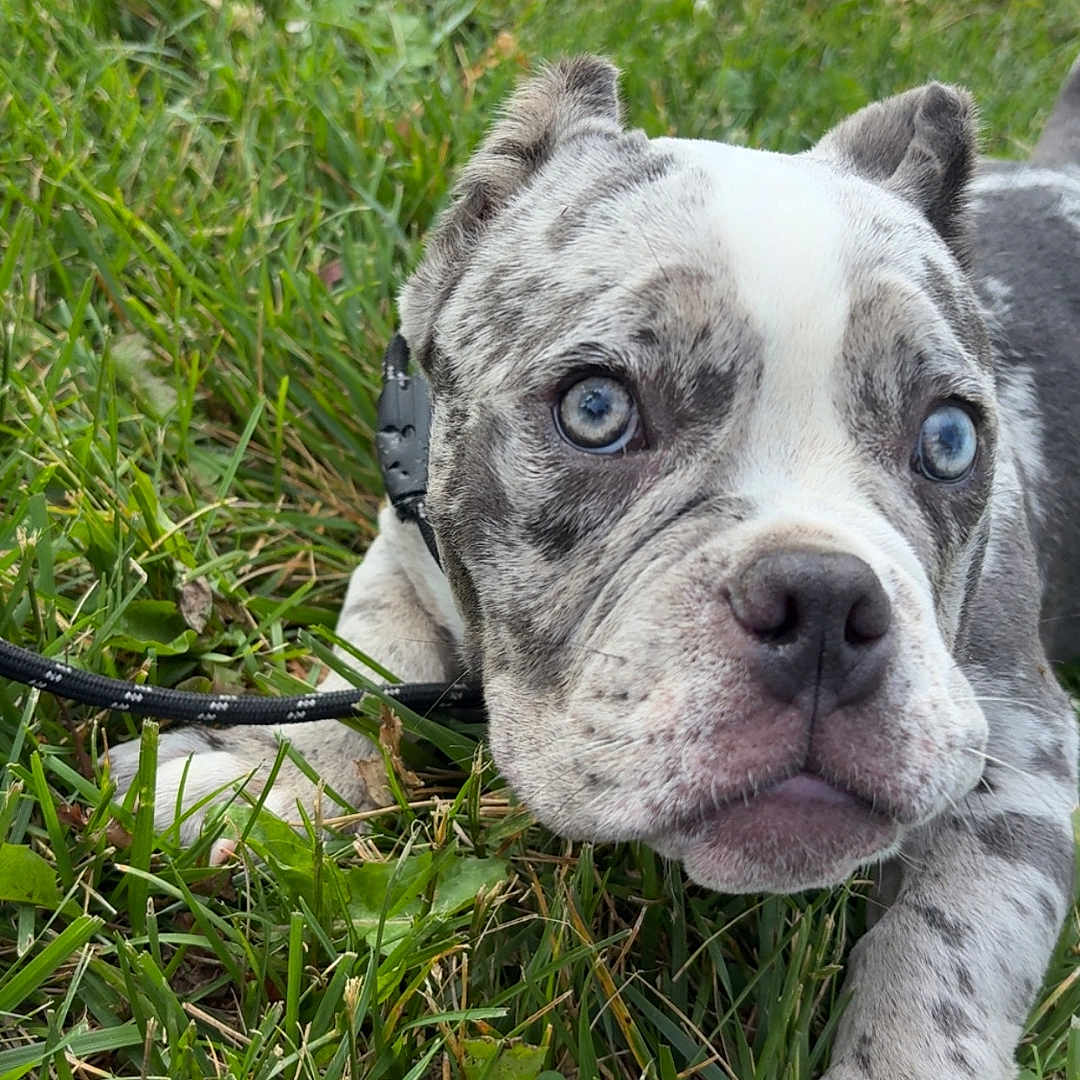 Oreo is registered to the contest to win money with this photo: animal, blue_eyes, brindle, closeup, curious, cute, daylight, dog, grass, leash, lying_down, nature, outdoor, paw, pet, playful, puppy, snout, white_fur, young_dog