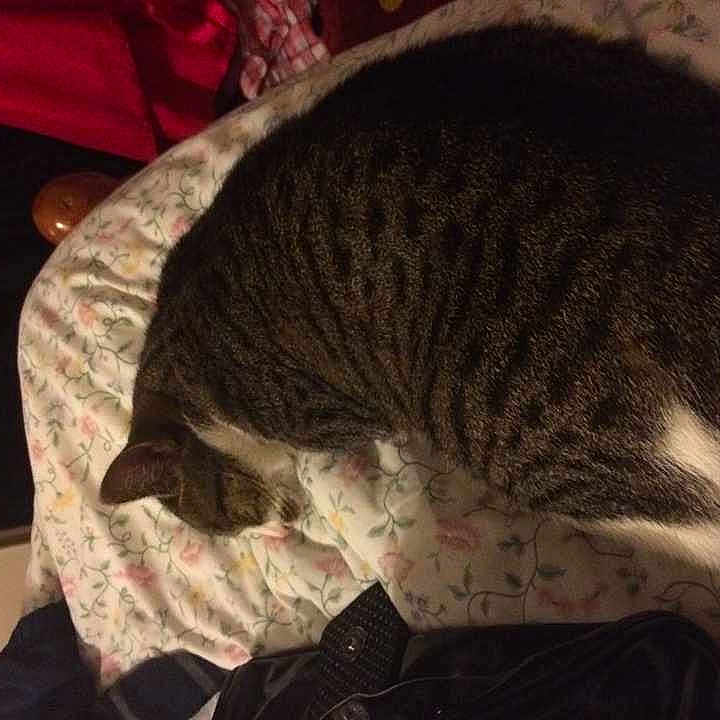Cleo