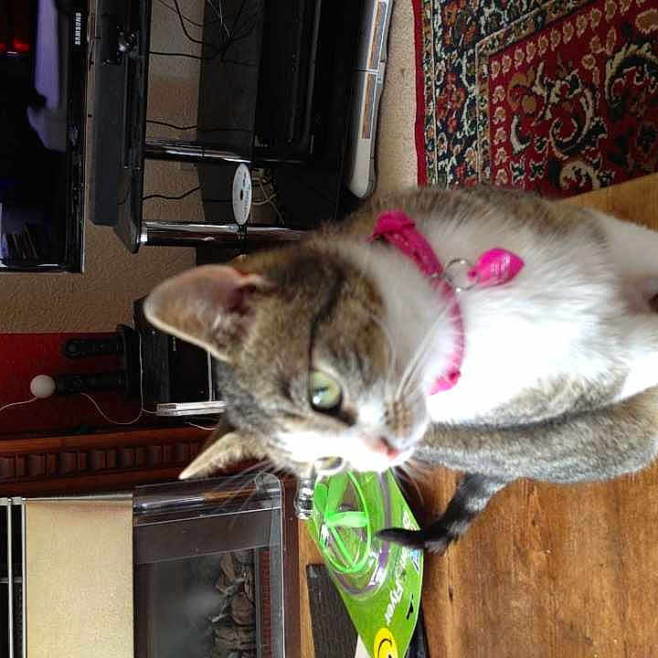 Cleo